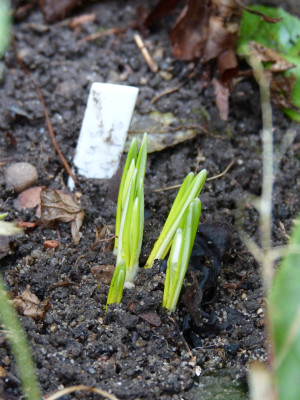 2017-11-11 Galanthus 'Three Ships'.jpg