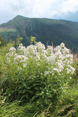 Georgien2012 1256.JPG