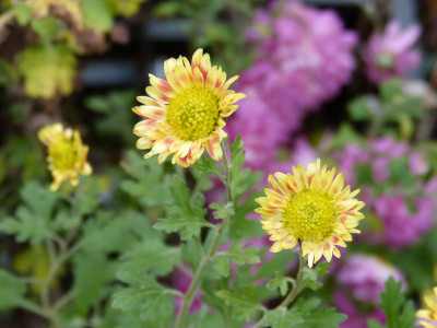 2017-11-11 Chrysanthemum 'Neue Kokarde'.jpg
