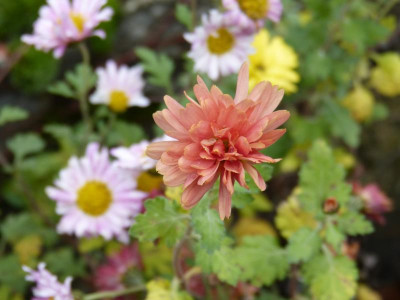 2017-11-11 Chrysanthemum 'Nr 62'.jpg