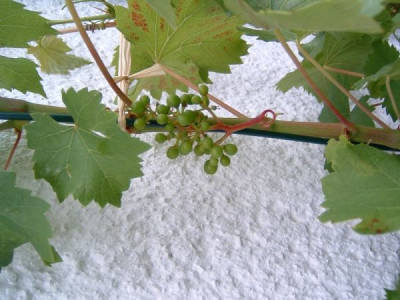 wein170704_trauben.jpg
