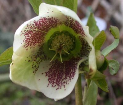 DSCN1460_Helleborusbluete_.jpg