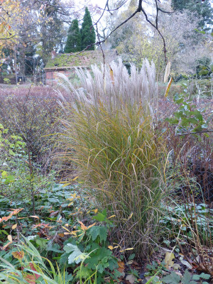 2017-11-11 Miscanthus 'Kleine Silberspinne'.jpg