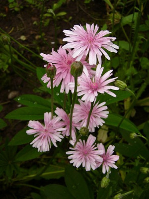 Crepis_rubra.jpg