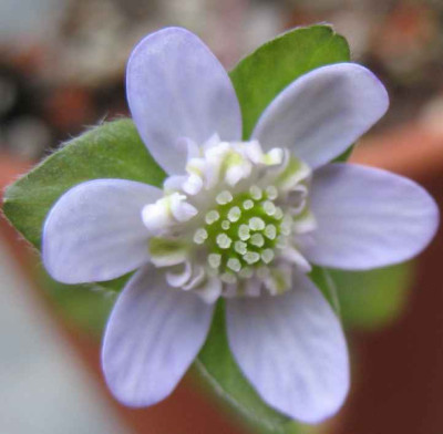 14.2.07._Hepatica_n._var._jap._Getsurin_008.JPG