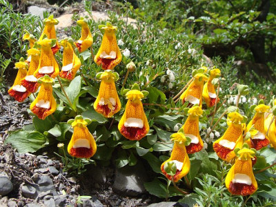 Calceolaria-uniflora.jpg
