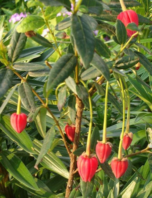 Crinodendron-hookeri.jpg