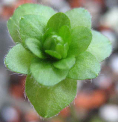 14.2.07._Hepatica_n._var._jap._Ryokuun__014.JPG