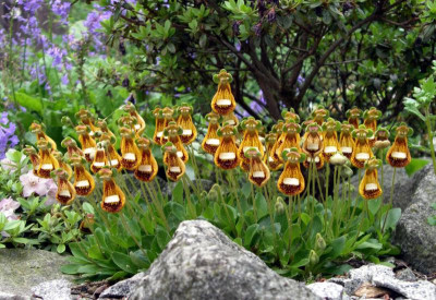 Calceolaria 'Walter Shrimpton'.JPG