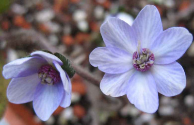 14.2.07._Hepatica_n._var._jap._Saichou_010.JPG