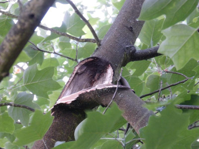 2017-06-22 Liriodendron 2.jpg