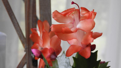 DSCN1221.JPG