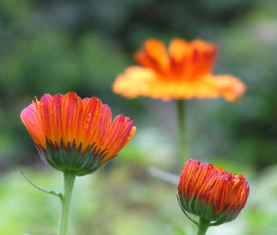 Calendula-7150012-1a.jpg