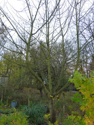 2017-11-12 Liriodendron 2.jpg