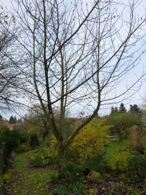 2017-11-12 Liriodendron 5.jpg