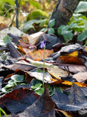 2017-11-12 Soldanella montana.jpg