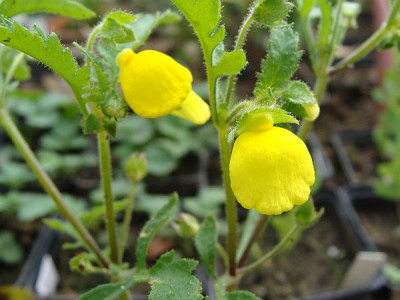 Calceolaria chelidonioides.jpg