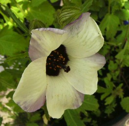 Hibiscus_trionum.jpg