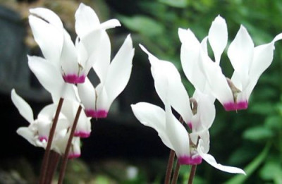 Cyclamen persicum (Zypern).jpg