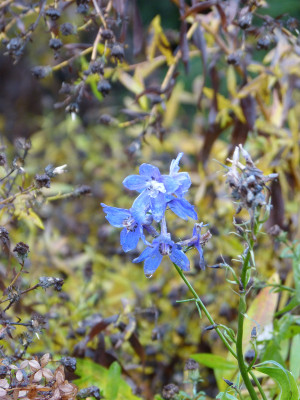 2017-11-12 Gartenimpressionen 1.jpg