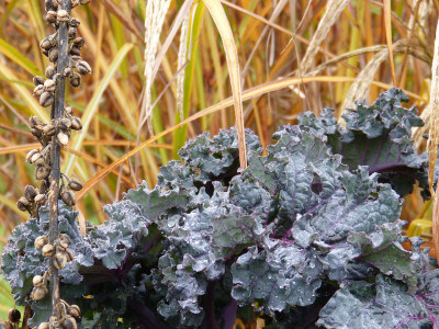 2017-11-12 Gartenimpressionen 3.jpg