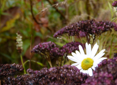 2017-11-12 Gartenimpressionen 5.jpg