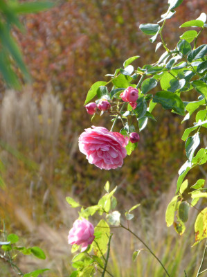 2017-11-12 Rosen 'Angela'.jpg