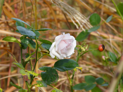 2017-11-12 Rosen 'Aspirin'.jpg