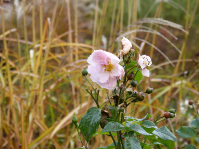 2017-11-12 Rosen 'Utopia'.jpg
