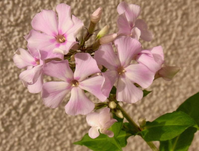 292.Sä._silberauge 4_Ga_RIMG0126.JPG