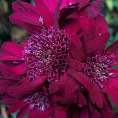 chrysanthemum-xyz.jpg