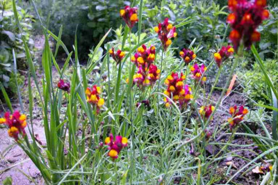 Linaria_reticulata.jpg