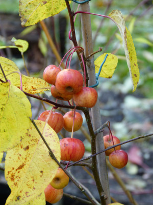 2017-11-13 Malus 'Red Sentinel'.jpg