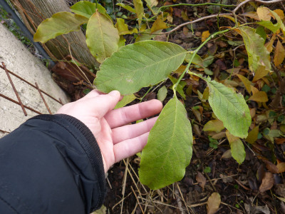 2017-11-13 Magnolia 2.jpg