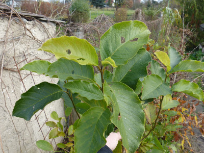 2017-11-13 Magnolia 1.jpg