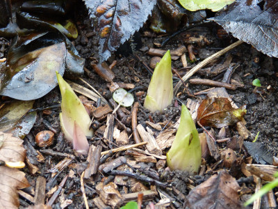 2017-11-13 Helleborus thibetanus 2.jpg
