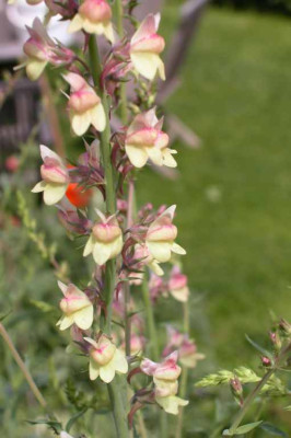 Linaria_Hybr.jpg