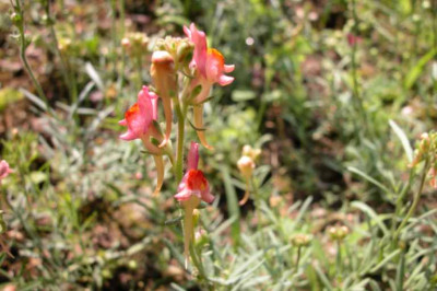 Linaria_nevadensis.jpg