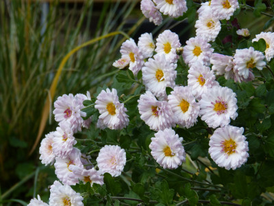 2017-11-13 Chrysanthemum 'Julia'.jpg