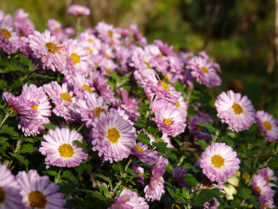2017-11-13 Chrysanthemum 'Mei-kyo'.jpg