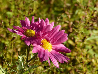 2017-11-13 Chrysanthemum 'Oury'.jpg