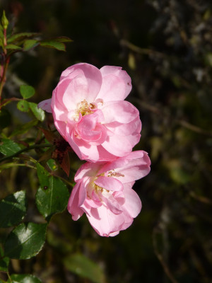 2017-11-13 Rosen 'Bonica'.jpg