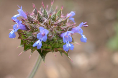 Salvia_columbariae2.jpg