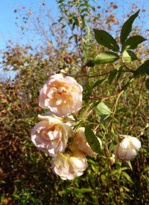 2017-11-13 Rosen 'Ghislaine de Feligonde'.jpg
