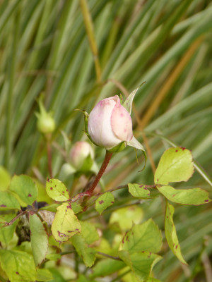 2017-11-13 Rosen 'Lovely Green'.jpg