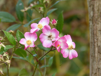 2017-11-13 Rosen 'Mozart'.jpg