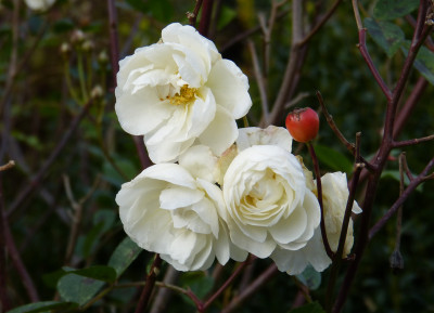 2017-11-13 Rosen 'Schneewittchen'.jpg