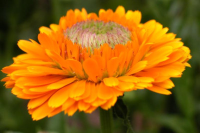 Calendula_Greenheart.jpg