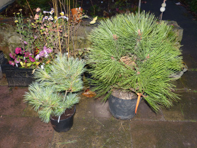 2017-11-15 Pinus.jpg