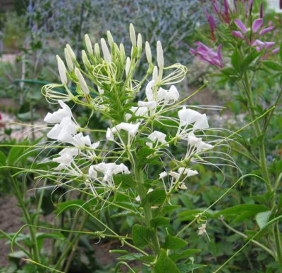 Cleome07.JPG